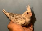 Cockatiel Tamesize Baby