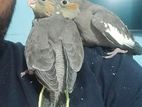 Cockatiel team size baby bird