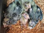 Cockatiel Team Size Baby