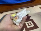Cockatiel Tem Size Baby