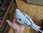 Cockatiel, WF Pied, 1 Year, Female