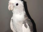 Cockatiel White face