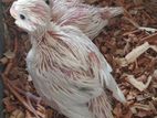 Cockatiel white face heavy pied baby for sale