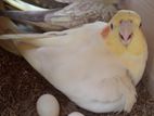 Cockatiel With Eggs And Cage