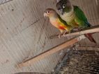 Cockatiel,Conur,Sun conur, diamond Dove Birds for sell