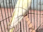Cockatiel(Female)