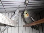 Cockatiels Adult Pair. Cockatel for sell
