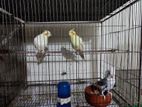 Cockatiels Bird ( Adult And Running)