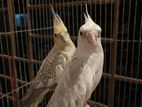 cockatiels breeding pair