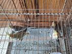 Cockatiel for sell