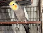 Cockatiels কোকাটেল সেল হবে মেল গ্রে, ও ফিমেল প্যারাল