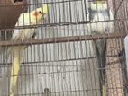 Cockatiels Running pair