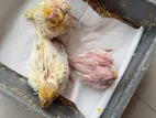 Cockatil Baby 22-30 Day