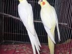 cockatil pake