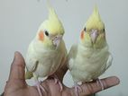 cockatil pakhi