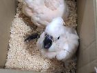 Cockatoo Baby