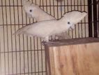 Cockatoo pair