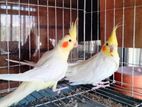 Cockatiel Bird For Sell