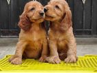 cocker spaniel puppies