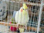 Cockatel bird for sell