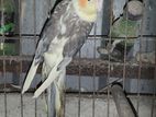 Cocketial Pearl Male Running
