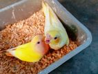 Cocktail And Love Birds