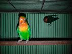 Cocktail and lovebirds for sell