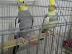 Cocktail Bird Package