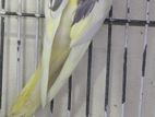 Cocktail Breeding Pair