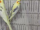 cocktail breeding pair