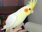 Cocktail Female Full Tam Age 7
