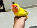 Cocktail love bird budgie