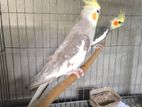Cocktail New Adult