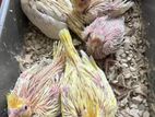 Cocktiel Baby
