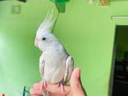 cocktiel