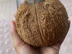 Coconut Big Size