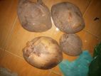 Coconut For sell
