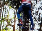 Coconut tree climber