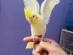 Cocotail Red Eye Female.
