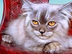 coffee colour Persian cat