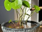 Coin Plant