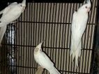 Cokatail (albeno) Red Eye (breading Running)