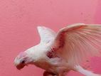 cokatail albino tame size baby