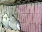 Cokatail Bird
