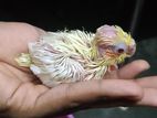 Cokatail baby Bird for sell