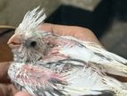 Cokatail Baby