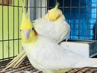 Cokatail pair