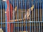 Cokatail Running Breeding Pair