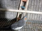 Cockatiel for sell