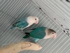 Cokatel and Love birds for sell